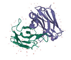 Single chain antibody structure