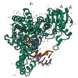 Bst DNA Polymerase Structure